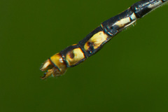 Ophiogomphus susbehcha