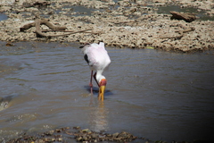 Mycteria ibis