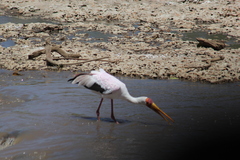 Mycteria ibis