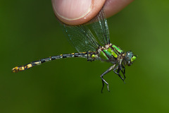 Ophiogomphus susbehcha