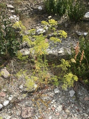 Petroselinum crispum