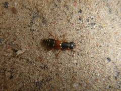 Staphylinus erythropterus