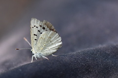 Tharsalea rubidus