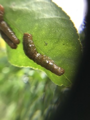 Heraclides anchisiades