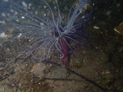 Pachycerianthus solitarius