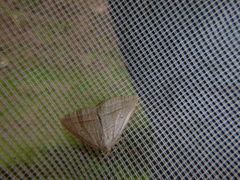 Petrophora chlorosata