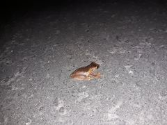 Dendropsophus sarayacuensis