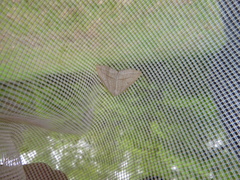 Petrophora chlorosata