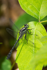 Hylogomphus adelphus