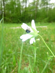 Mononychus punctumalbum