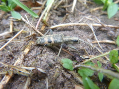 Rhagium mordax