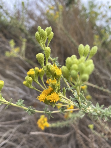 iNaturalist observation photo of Coastal Goldenbush
