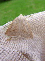 Petrophora chlorosata