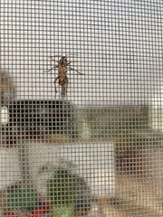 Xylotrechus nauticus