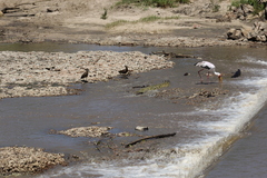 Crocodylus niloticus