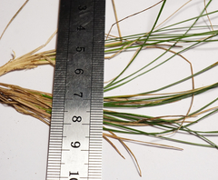 Poa angustifolia