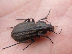 Carabus clatratus