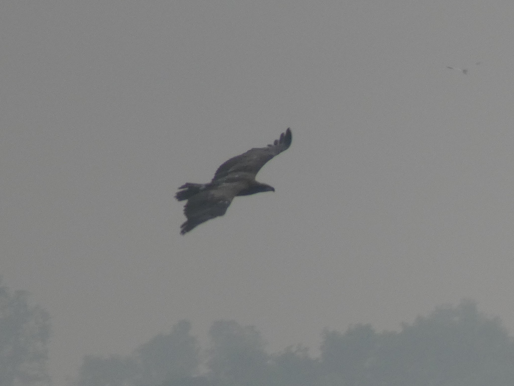 Pallas's Fish Eagle