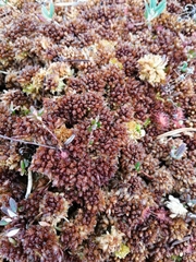 Sphagnum medium