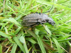 Carabus clatratus
