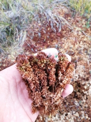 Sphagnum medium