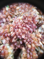 Sphagnum medium
