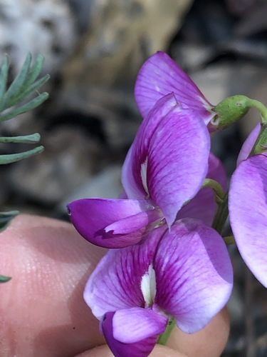 Image of Swainsona queenslandica by (c) Greg Tasney, some rights reserved (CC BY-SA)