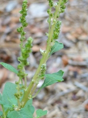 Amaranthus blitum