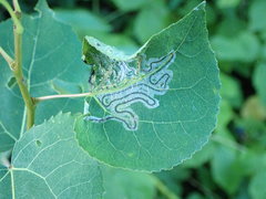 Phyllocnistis labyrinthella