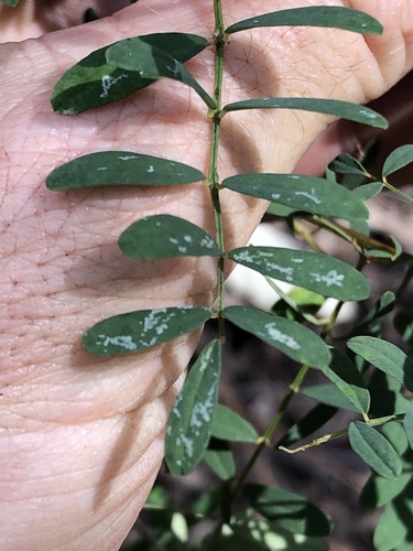 Image of Swainsona queenslandica by (c) Greg Tasney, some rights reserved (CC BY-SA)