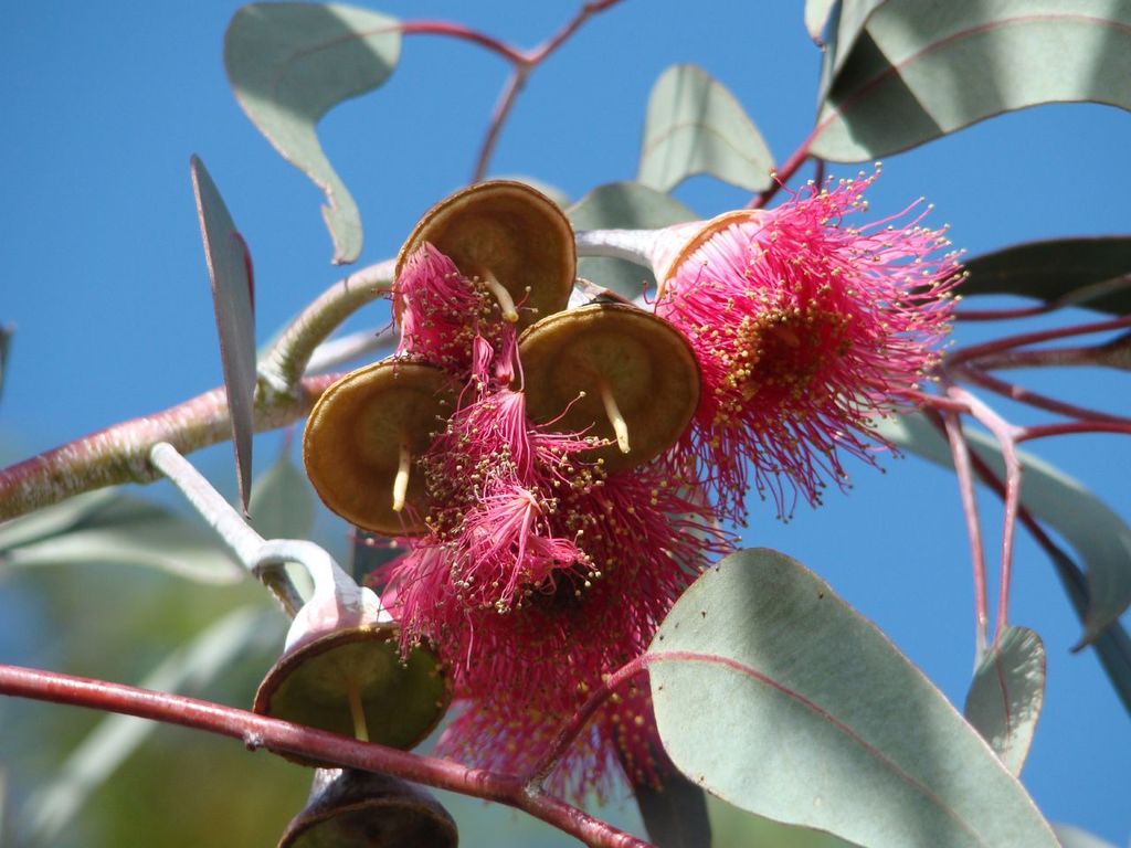 Eucalyptus (Genus Eucalyptus) (Black Mountain Nature: Trees