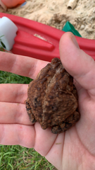Anaxyrus terrestris