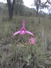 Bletia greenwoodiana