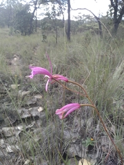 Bletia greenwoodiana