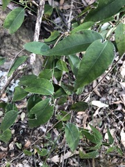 Secamone elliptica