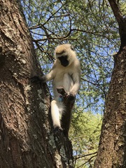 Chlorocebus pygerythrus