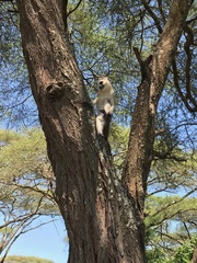 Chlorocebus pygerythrus