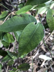 Secamone elliptica