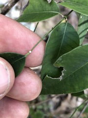 Secamone elliptica