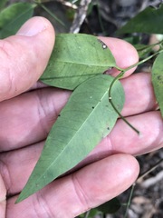 Secamone elliptica