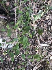 Secamone elliptica