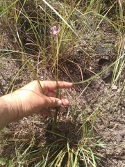 Bletia greenwoodiana