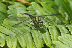 Ophiogomphus carolus