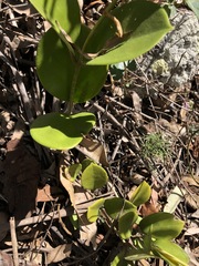Hoya australis australis