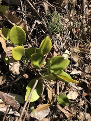 Hoya australis australis