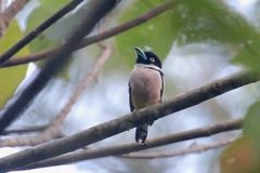 Eurylaimus ochromalus