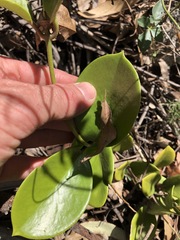 Hoya australis australis