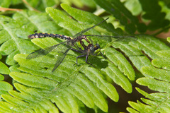 Ophiogomphus carolus