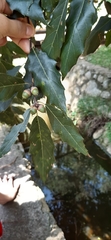 Quercus sartorii