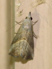 Hypena degesalis